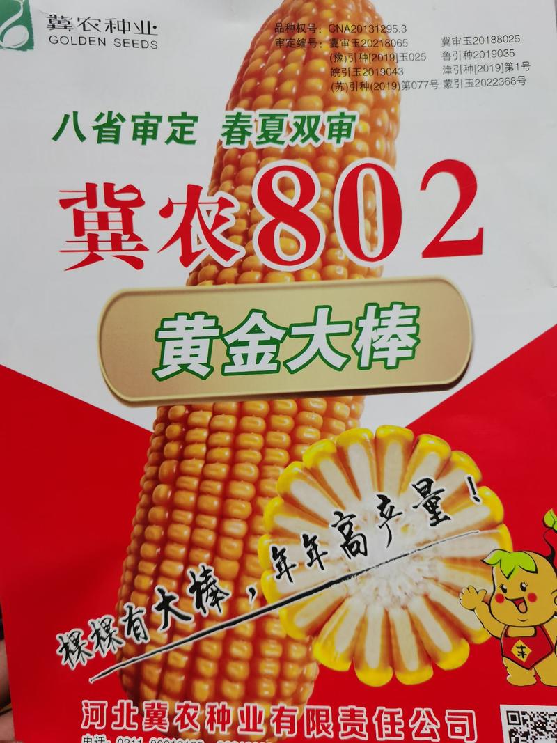 冀农802玉米种子三系制种更丰产冀农802