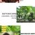贵州干牛粪批发黔东南发酵牛粪毕节牛粪有机肥