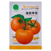 松田金色年华黄番茄种子口感好早熟挂果多黄皮抗病大果西红柿