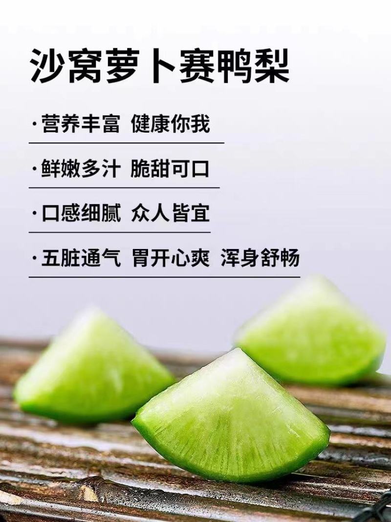 本地正宗沙窝萝卜，口感好，价格优