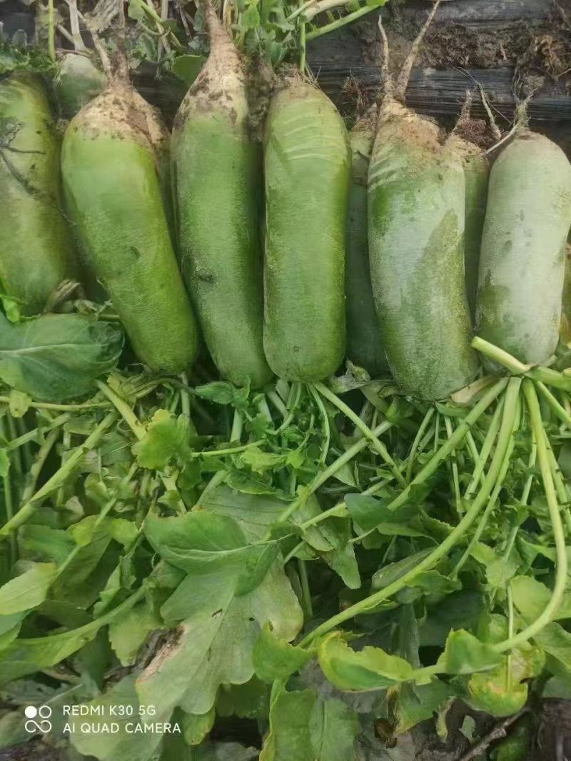 本地正宗沙窝萝卜，口感好，价格优