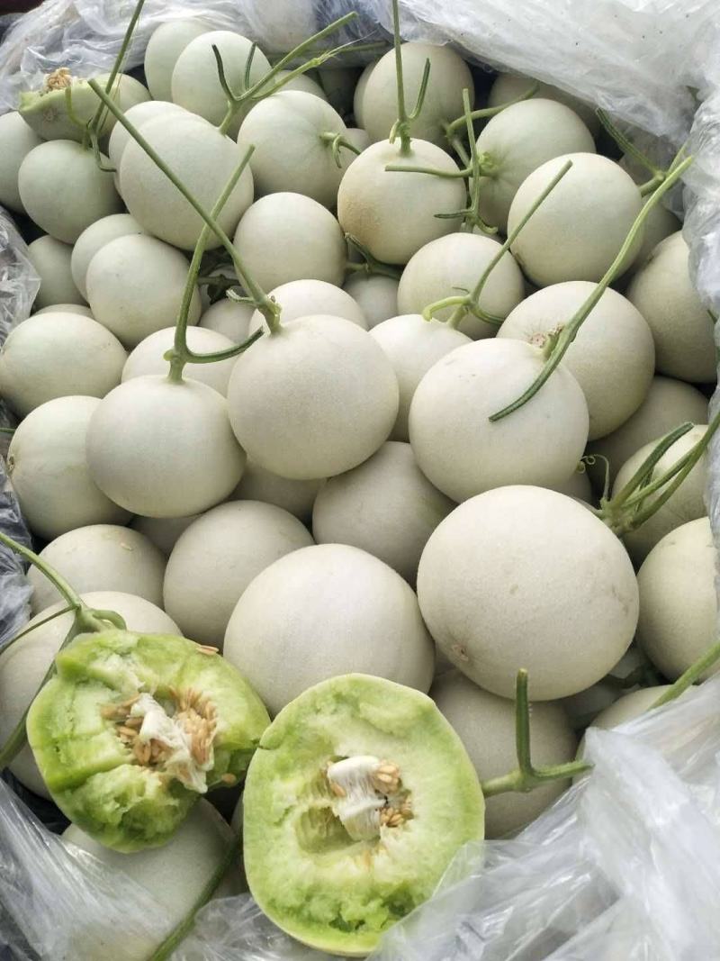 海南白玉菇，奶香蜜承接各大电商平台供货