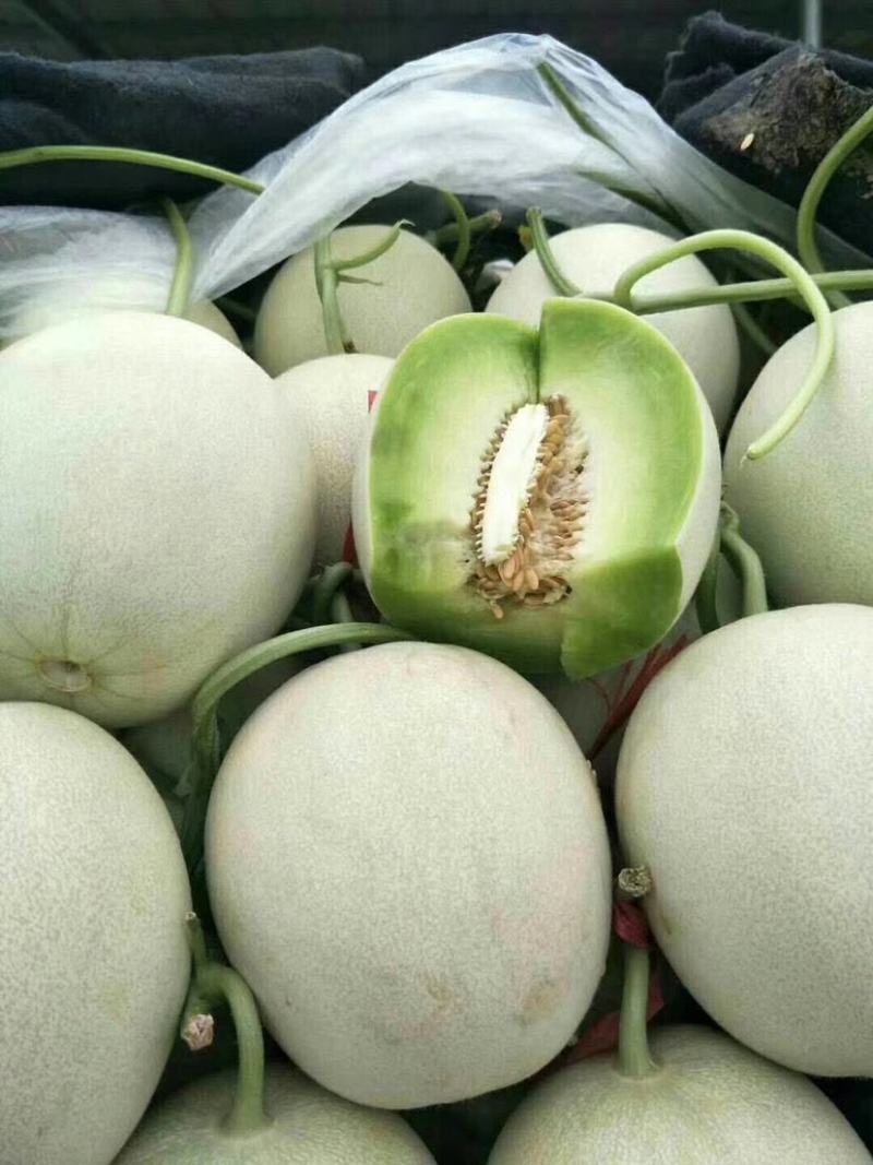 海南白玉菇，奶香蜜承接各大电商平台供货