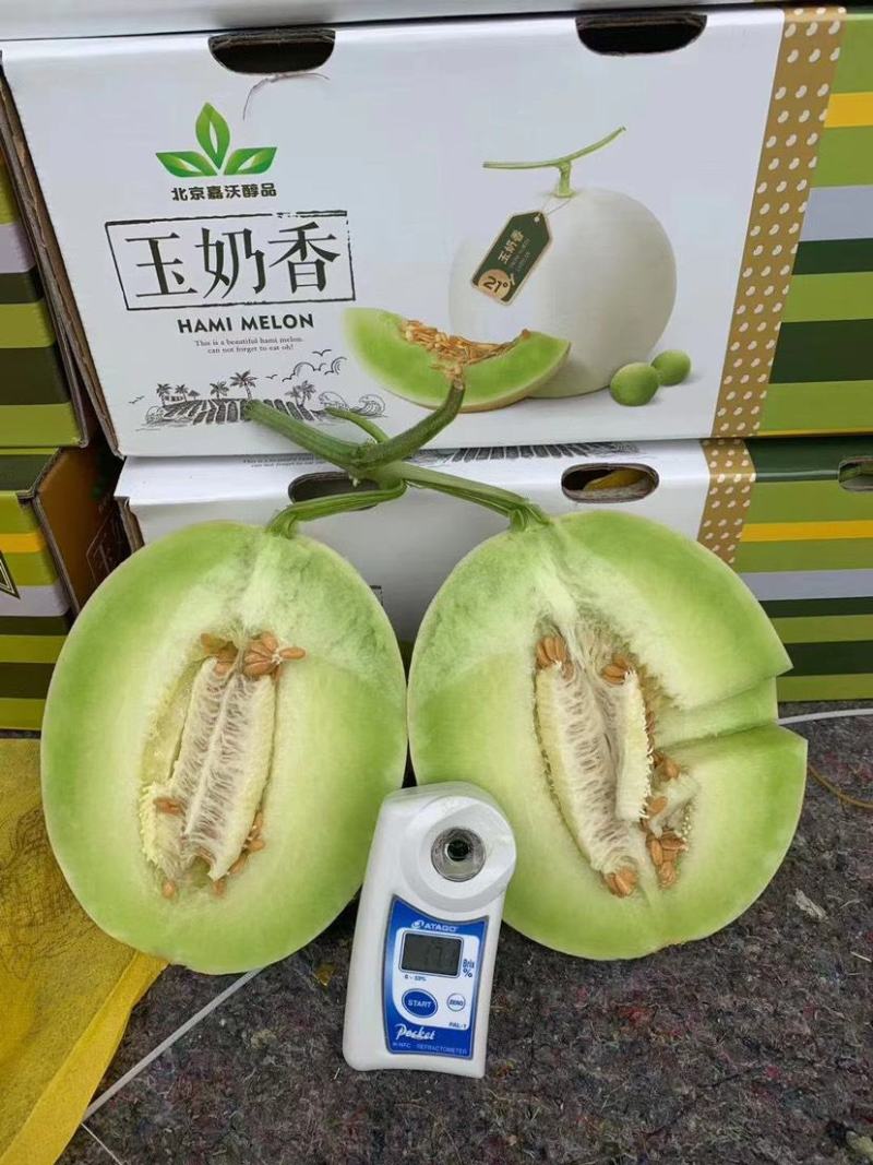 海南白玉菇，奶香蜜承接各大电商平台供货