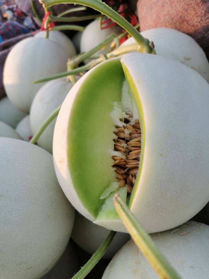 海南白玉菇，奶香蜜承接各大电商平台供货