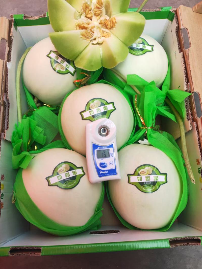 海南白玉菇，奶香蜜承接各大电商平台供货