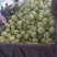 海南白玉菇,奶香蜜承接各大电商平台供货