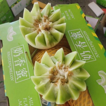 海南白玉菇,奶香蜜承接各大电商平台供货