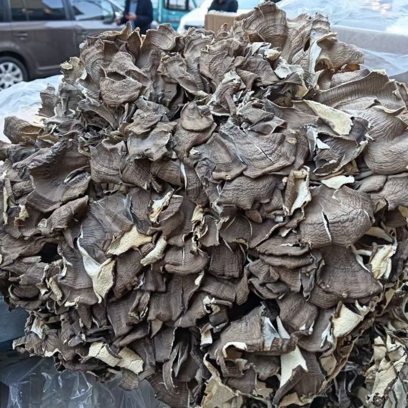 灰树花各种冷背药材齐全欢迎大家选购农副产品