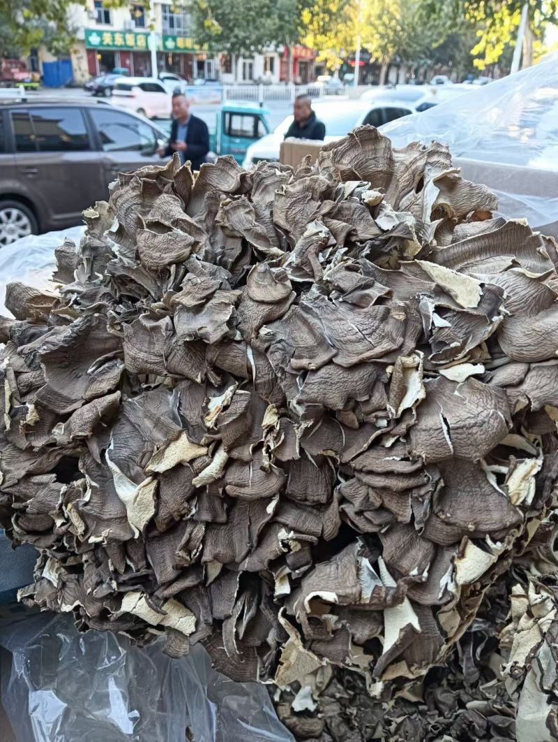 灰树花各种冷背药材齐全欢迎大家选购农副产品