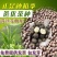 绿茶种子特早茶种子耐寒茶叶种子茶树籽各种茶叶种子