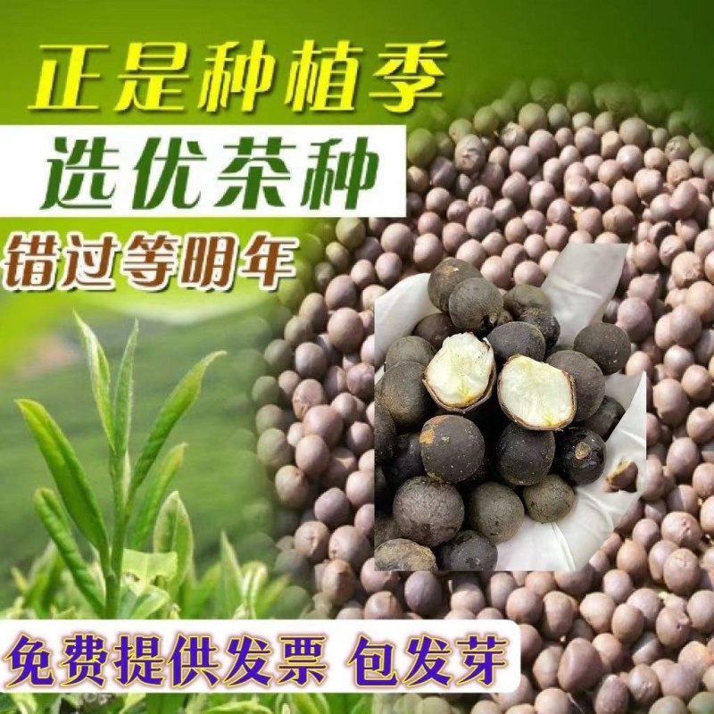 绿茶种子特早茶种子耐寒茶叶种子茶树籽各种茶叶种子