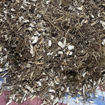 广东紫金本地仿野生切椴五指毛桃，足三年，足干，统货