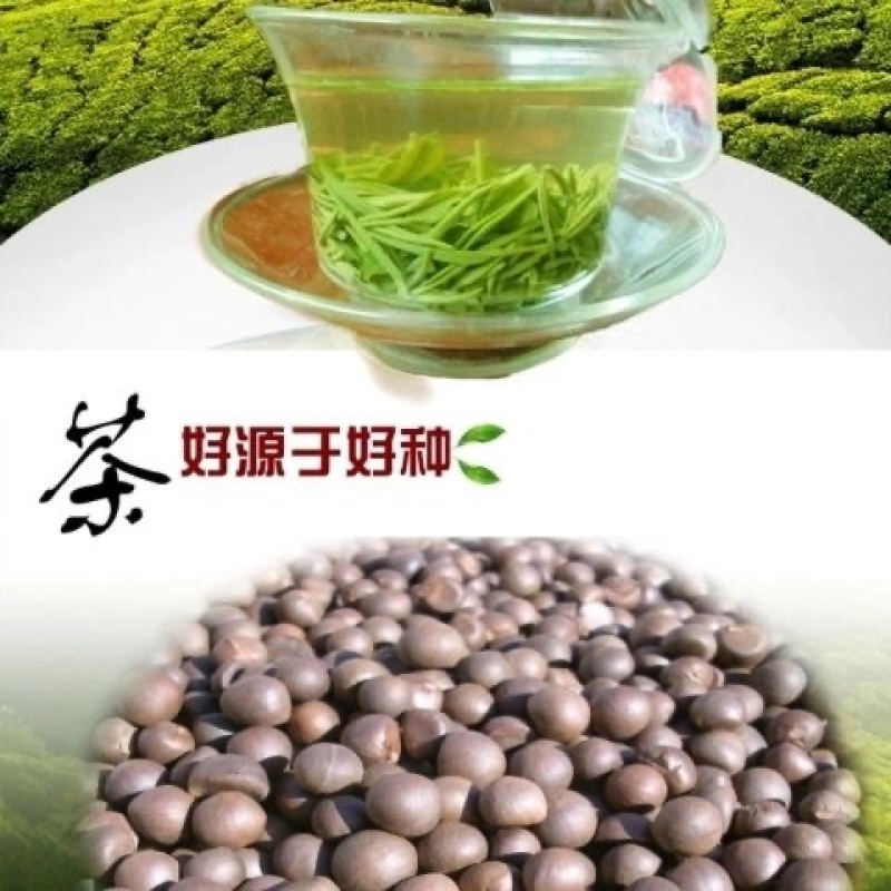 绿茶种子特早茶种子耐寒茶叶种子茶树籽各种茶叶种子