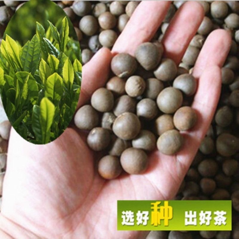 绿茶种子特早茶种子耐寒茶叶种子茶树籽各种茶叶种子