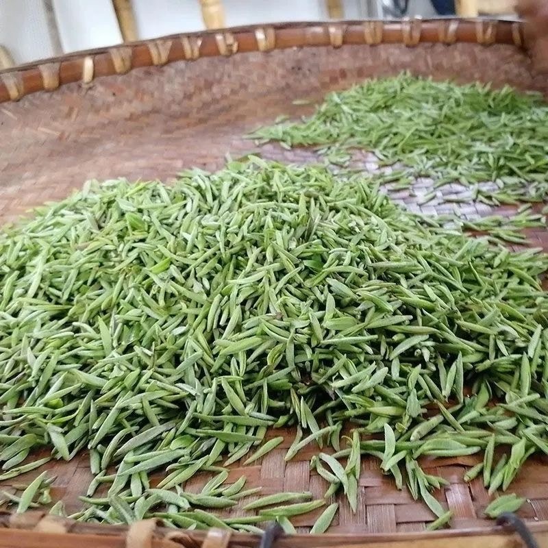绿茶种子特早茶种子耐寒茶叶种子茶树籽各种茶叶种子