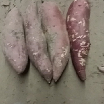 西瓜红蜜