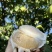 江永香柚甜蜜多汁种植基地量大从优欢迎各位老板来电
