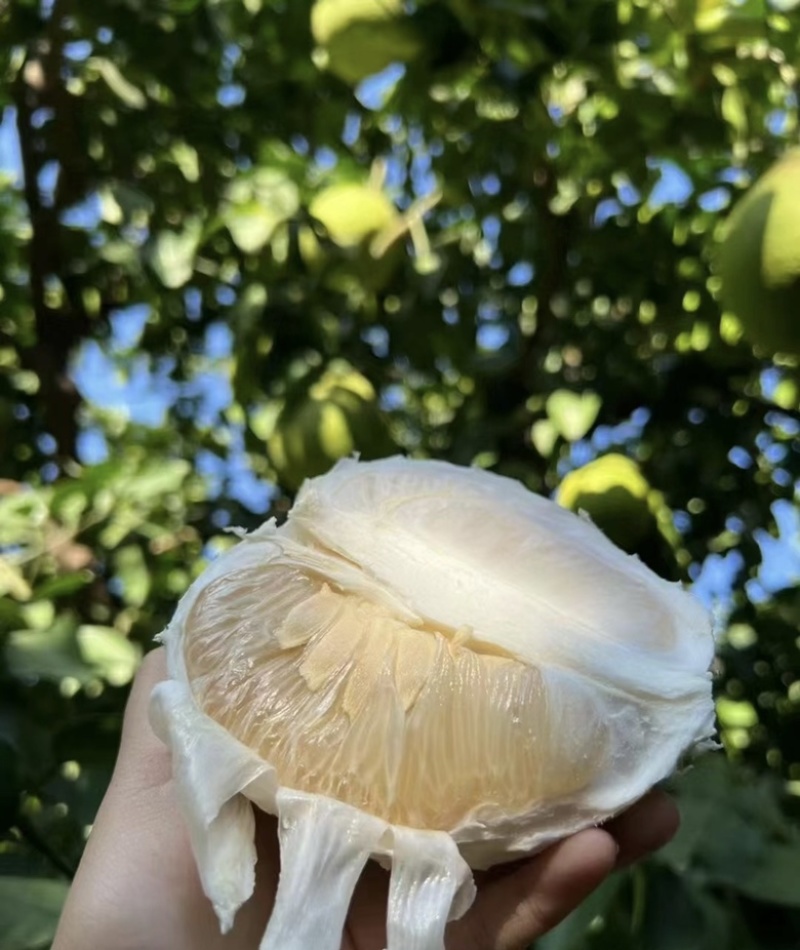 江永香柚甜蜜多汁种植基地量大从优欢迎各位老板来电