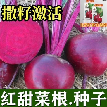 红甜菜根种子紫菜头含糖量高蔬菜春秋播种高产甜菜种子农家老