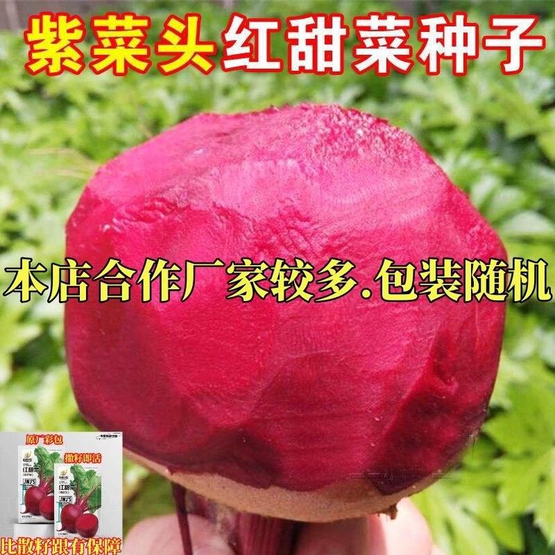 红甜菜根种子紫菜头含糖量高蔬菜春秋播种高产甜菜种子农家老