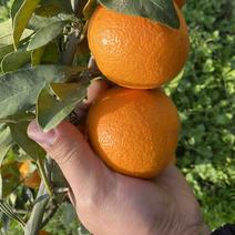 自家的果冻橙小果很少！基本上都是大果