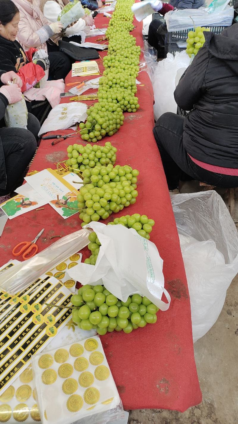 山西运城盐湖区阳光玫瑰葡萄大颗粒脆甜爆汁留香外贸电商批发