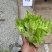 儿子菜