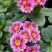 报春