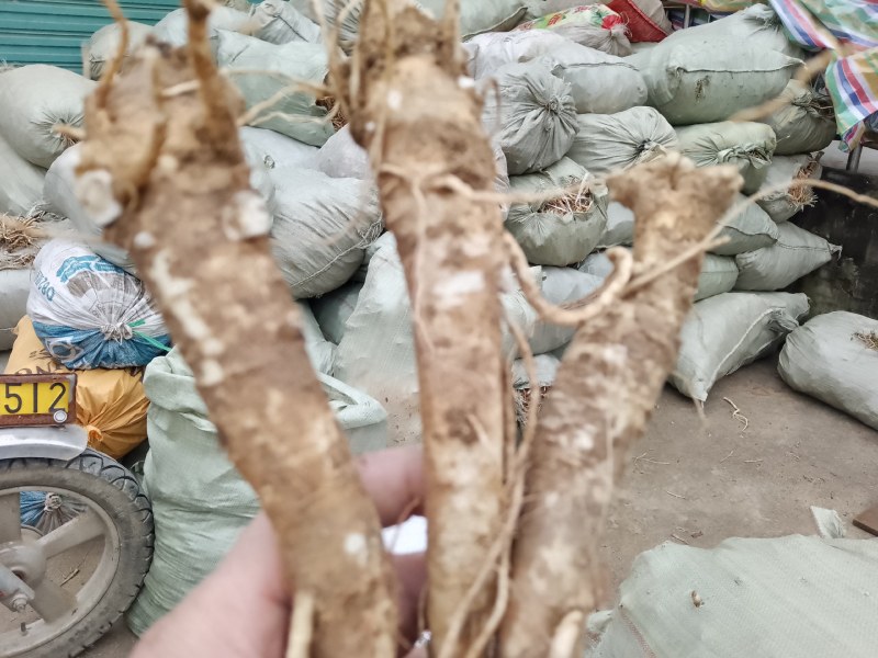 精品桔梗大产新，质量好，含量高，3—5年货