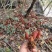 回春草，大瑶山高海拨纯野生货，无硫干货，常年供应
