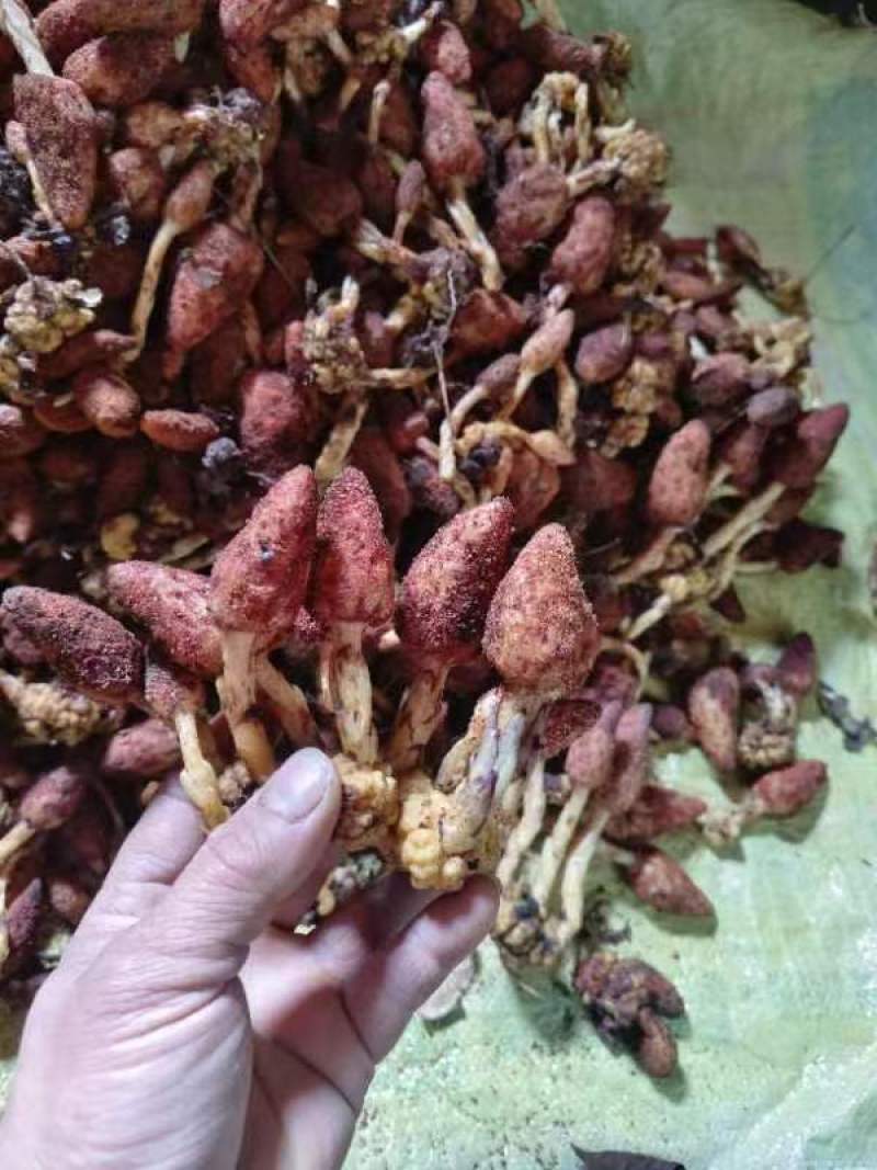 回春草，大瑶山高海拨纯野生货，无硫干货，常年供应