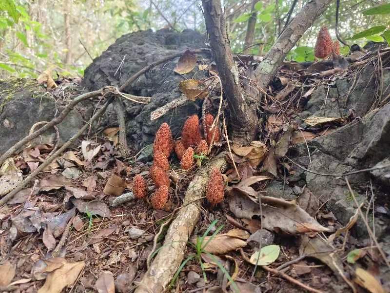 回春草，大瑶山高海拨纯野生货，无硫干货，常年供应