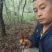 回春草，大瑶山高海拨纯野生货，无硫干货，常年供应