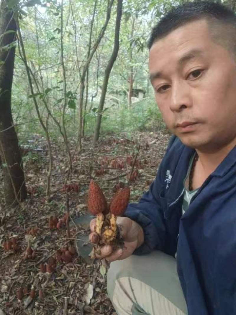 回春草，大瑶山高海拨纯野生货，无硫干货，常年供应