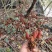 回春草，大瑶山高海拨纯野生货，无硫干货，常年供应