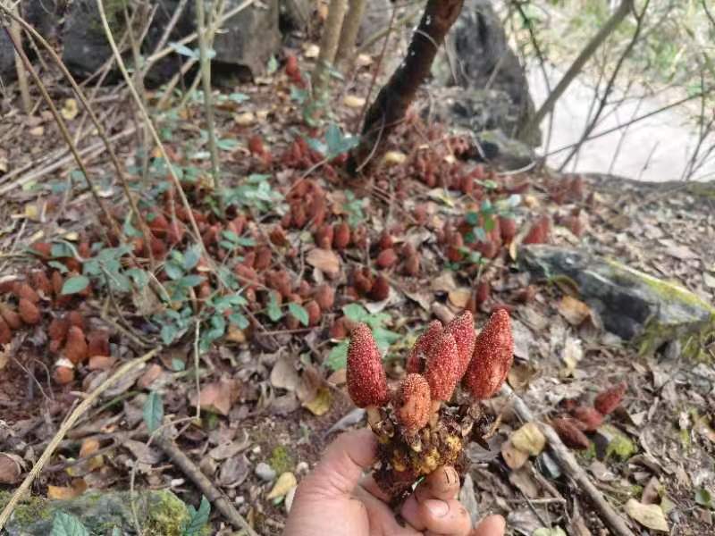 回春草，大瑶山高海拨纯野生货，无硫干货，常年供应