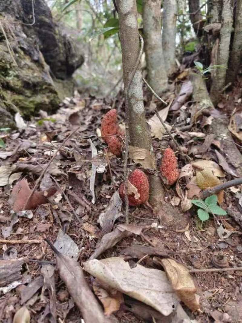 回春草，大瑶山高海拨纯野生货，无硫干货，常年供应