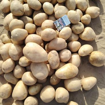 榆林土豆精纯沙漠货品，V7大量上市，品质服务，售后无忧！