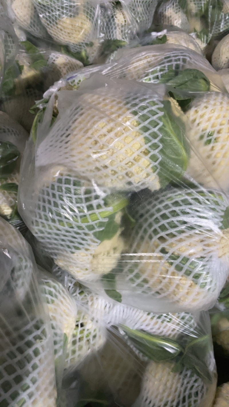 商丘秋季松花菜，原产地发货直销，欢迎各位意向老板咨询联系