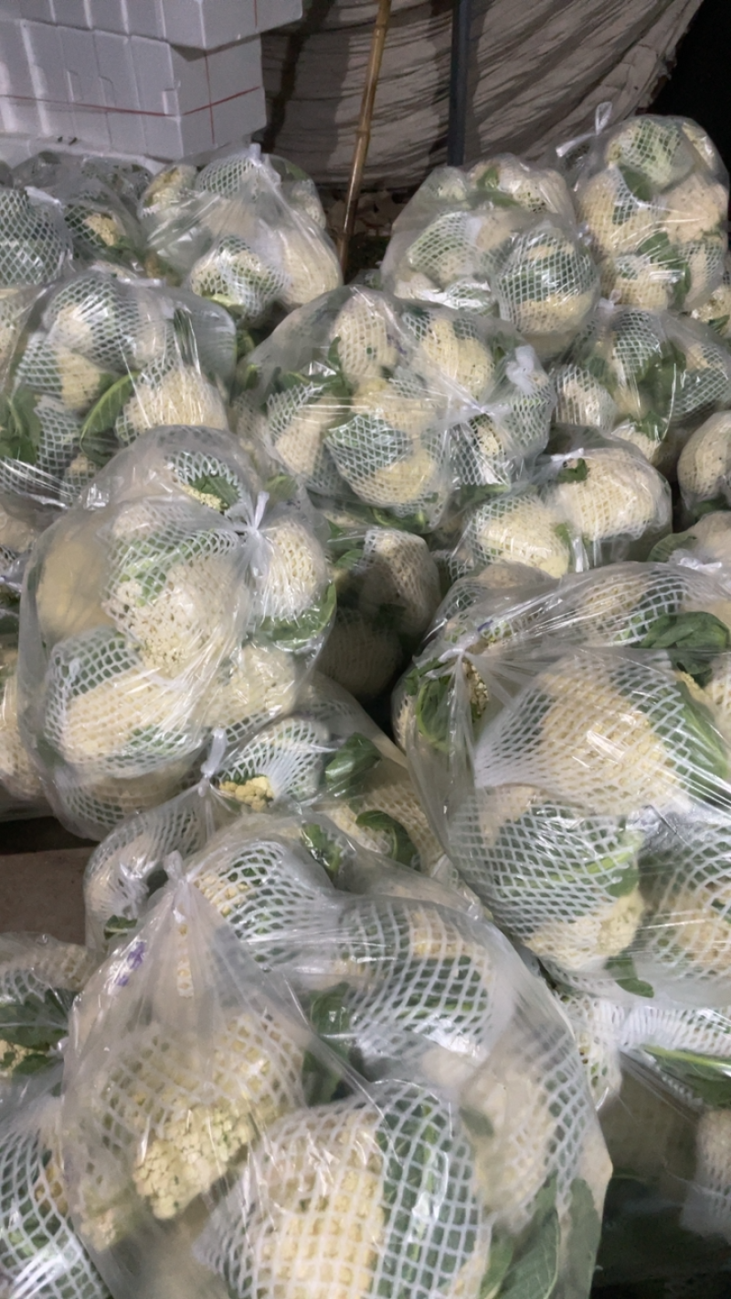 商丘秋季松花菜，原产地发货直销，欢迎各位意向老板咨询联系