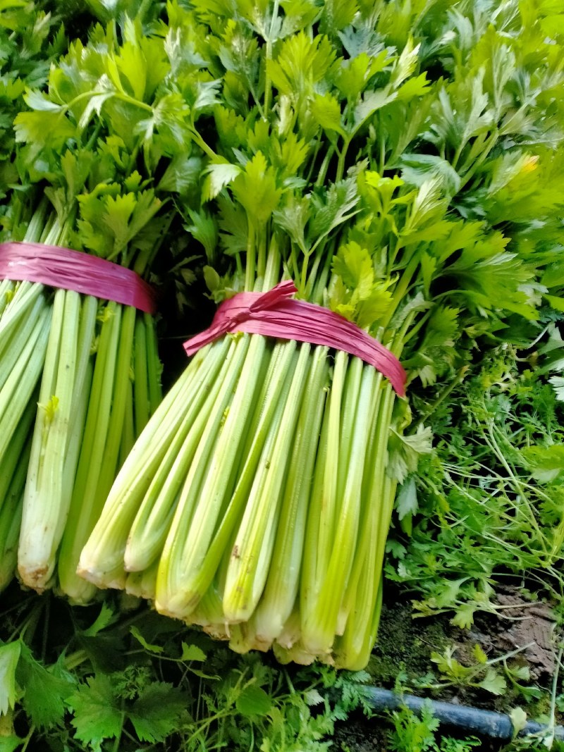 定州温室法国皇后西芹，中棵西芹，大量上市