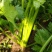 定州温室法国皇后西芹，中棵西芹，大量上市