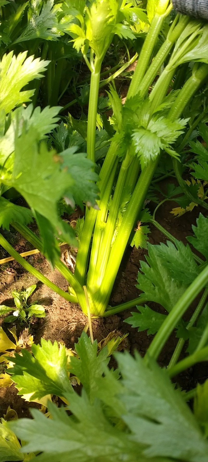 定州温室法国皇后西芹，中棵西芹，大量上市