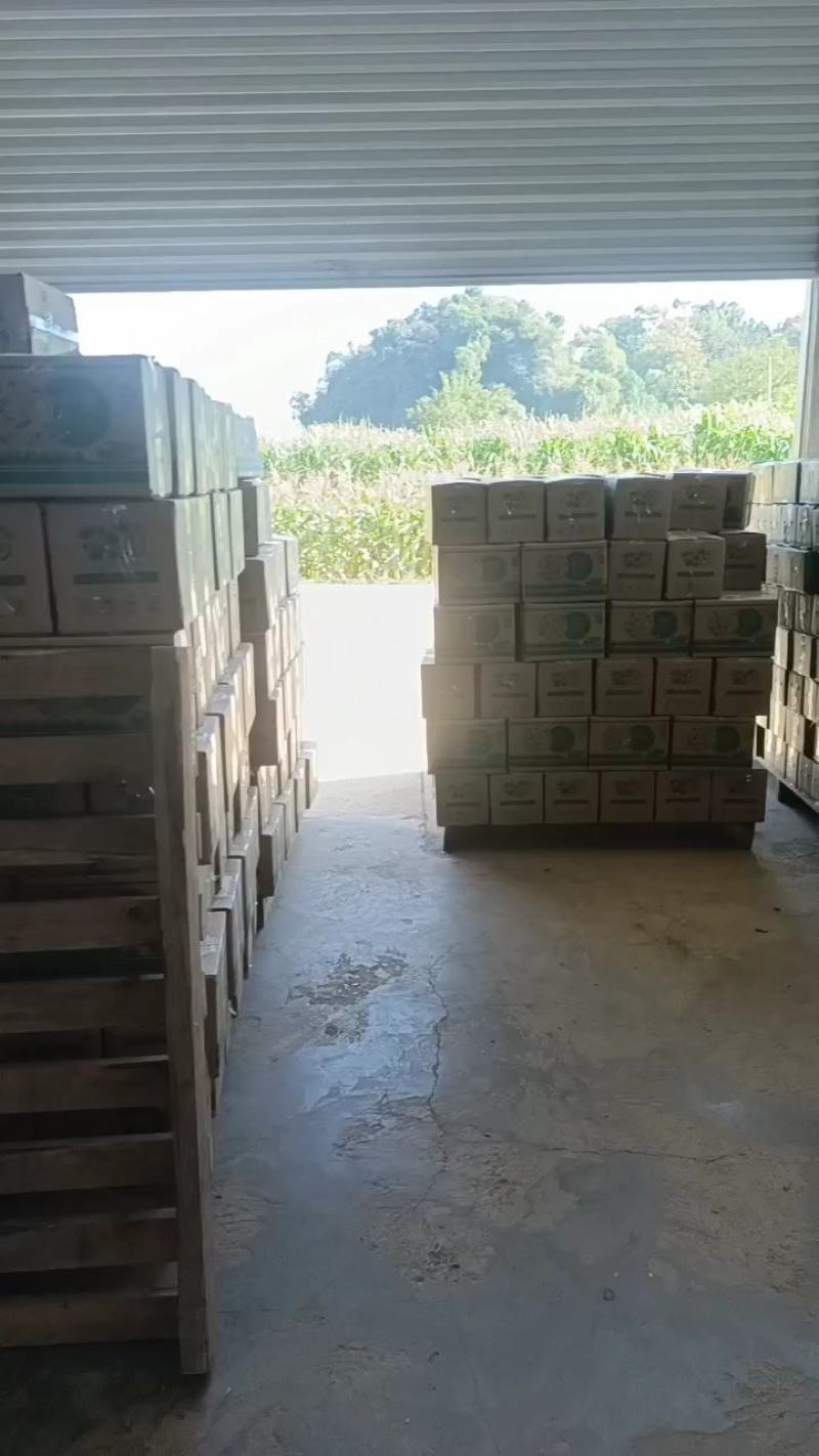 【推荐】广西恭城精品脆柿，支持视频看货价格真实