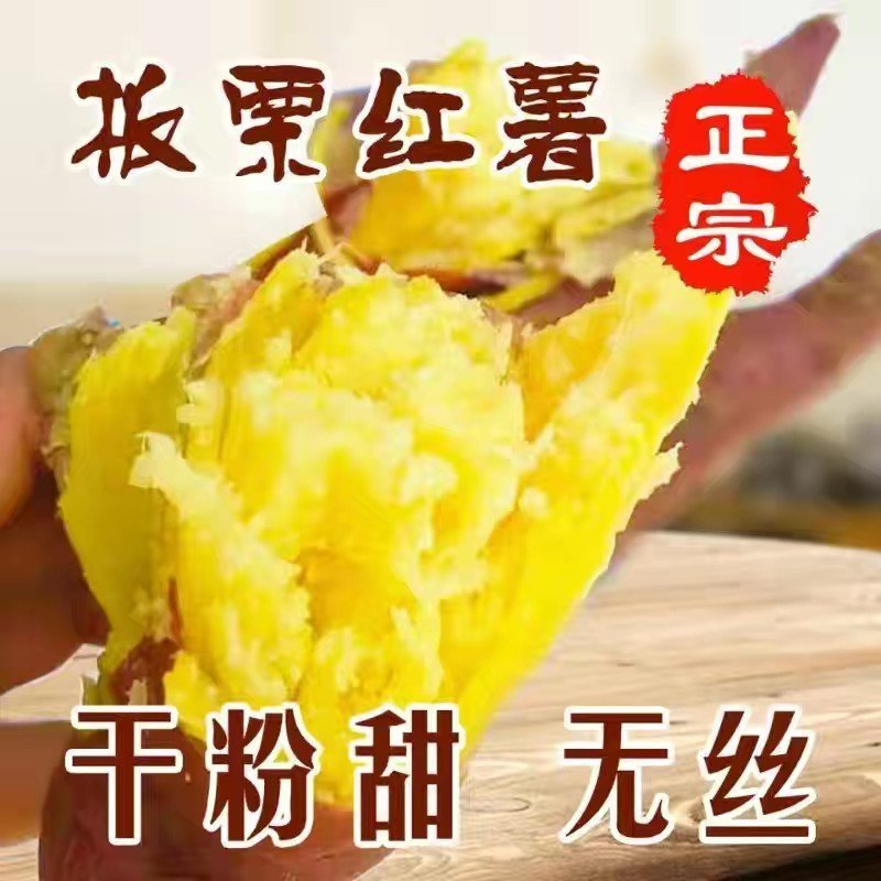 板栗红薯精品济26软糯香甜电商巿场团购一件代发