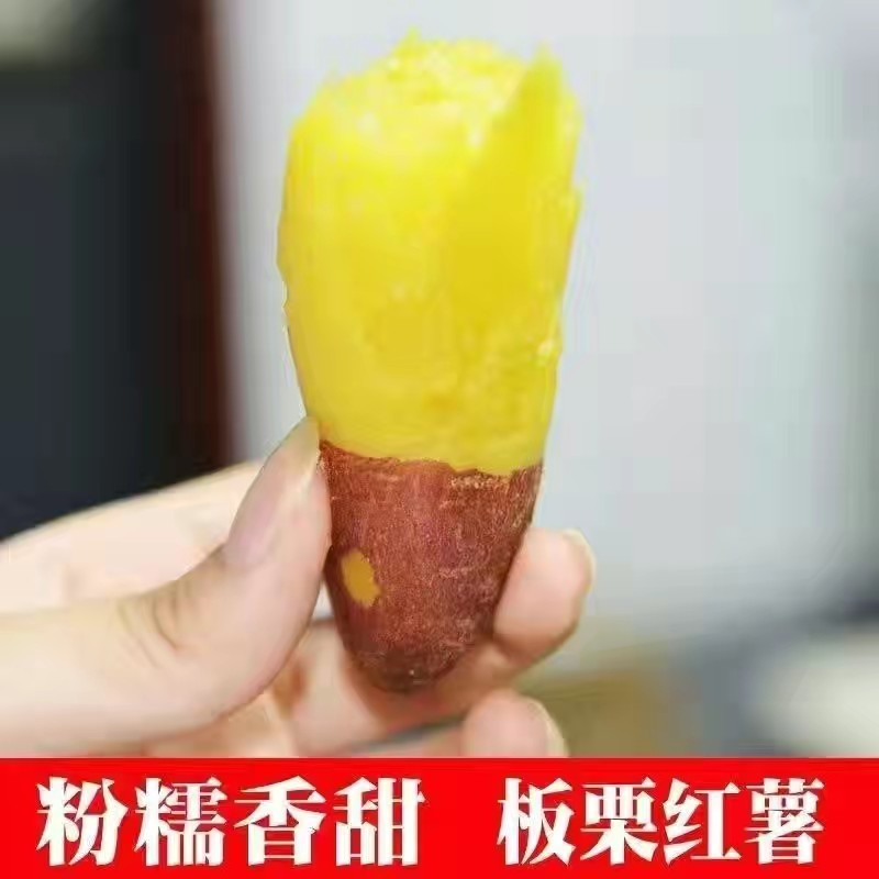 板栗红薯精品济26软糯香甜电商巿场团购一件代发