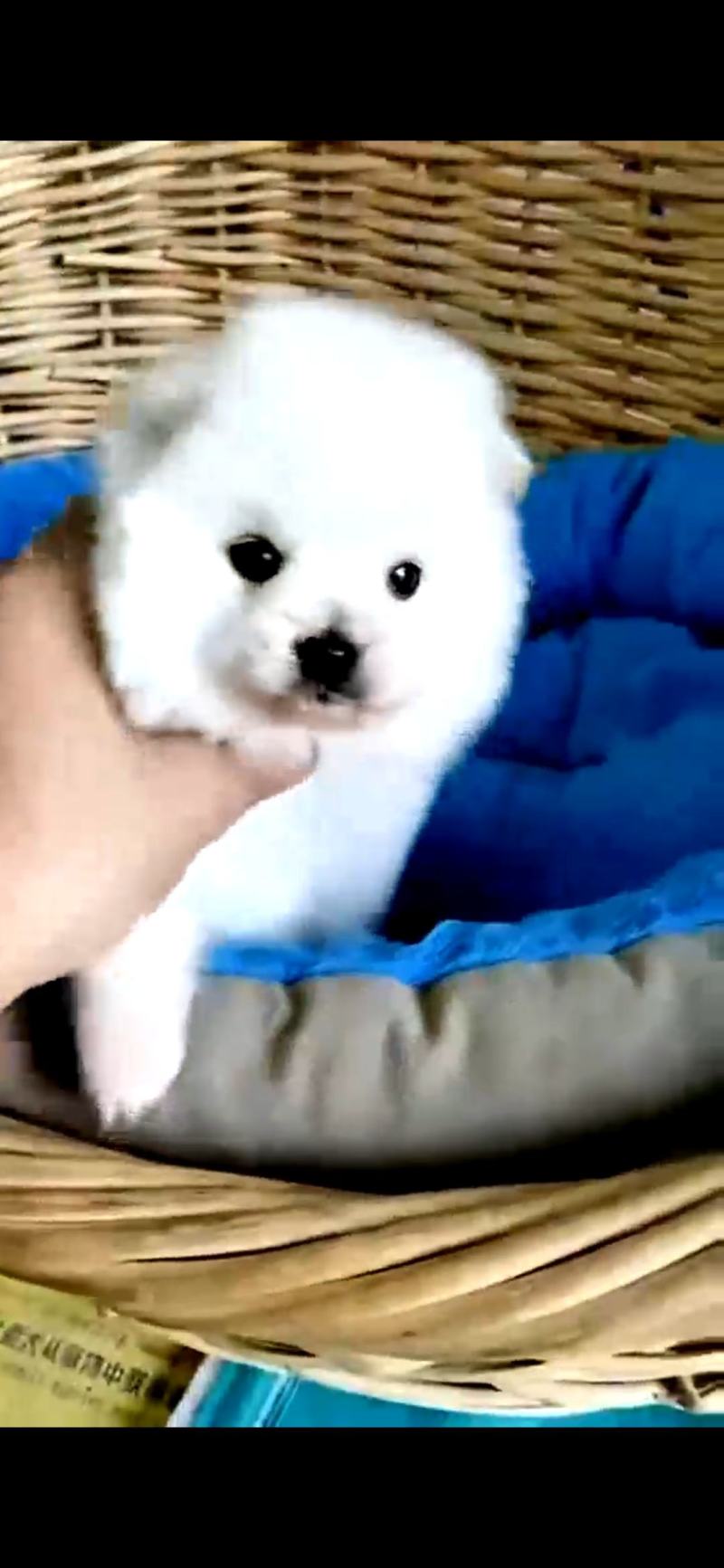 【荐】阿拉斯加犬-阿拉斯加幼犬-阿拉斯加宠物犬-视频挑选