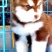 【荐】阿拉斯加犬-阿拉斯加幼犬-阿拉斯加宠物犬-视频挑选