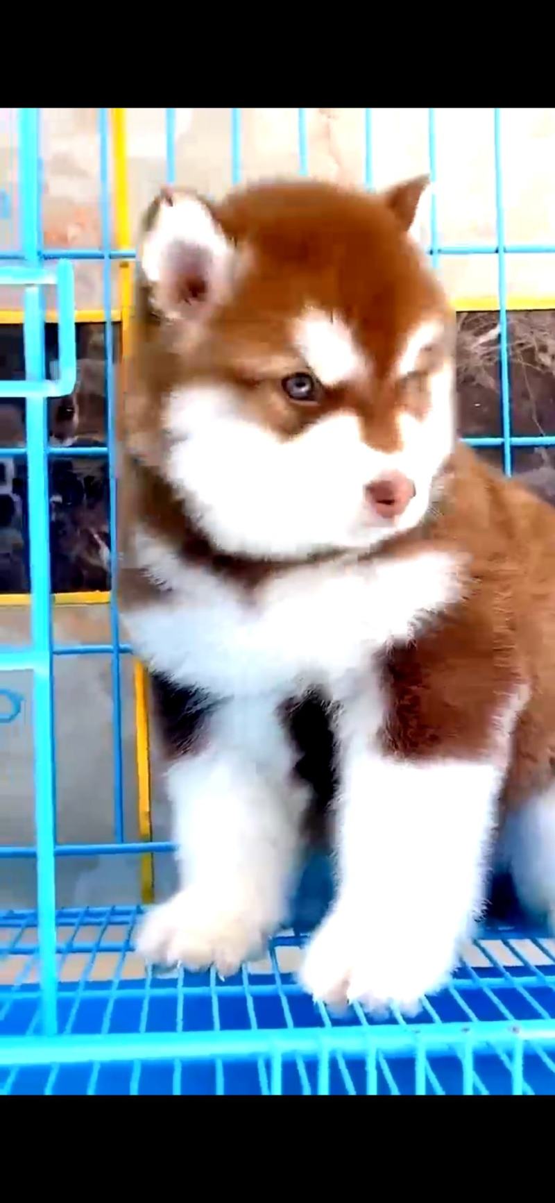 【荐】阿拉斯加犬-阿拉斯加幼犬-阿拉斯加宠物犬-视频挑选